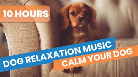 dog relaxation video|youtube calming videos for dogs.